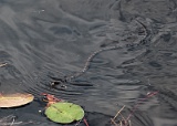 Water snake