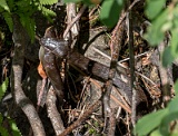 Water snake eating a (cat?) fish