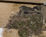 Phoebe chicks