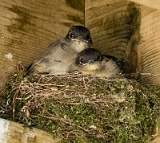 Phoebe chicks - one flown, two more just about to depart