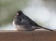 ... while a junco keeps its feet warm