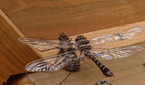 DRAGONFLIES EMERGING