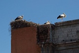 Storks