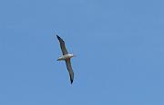 Albatross, Taiaroa Head, Otago peninsular