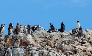 Humbolt Penguins