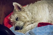 Mickey - Seaford, England