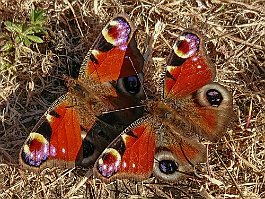 Peacock butterfly