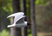 Trondheim