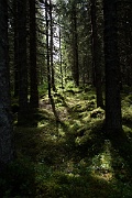 Trondheim
