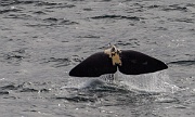 Sperm whales in the waters above Bleik Canyon