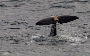 Sperm whales in the waters above Bleik Canyon