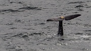 Sperm whales in the waters above Bleik Canyon