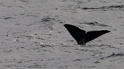 Sperm whales in the waters above Bleik Canyon