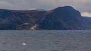 Sperm whales in the waters above Bleik Canyon