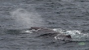 Sperm whales in the waters above Bleik Canyon