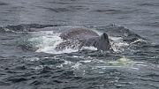 Sperm whales in the waters above Bleik Canyon