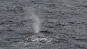 Sperm whales in the waters above Bleik Canyon