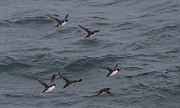 Bjørnøya (Bear Island), in the Barents Sea, between Norway and Svalbard