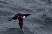 Bjørnøya (Bear Island), in the Barents Sea, between Norway and Svalbard