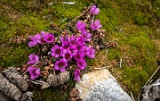 Purple saxifrage, Gnålodden, Hornsund, Svalbard