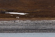 Reindeer, Bellsund, Svalbard