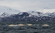 Beluga, Bellsund, Svalbard