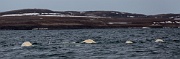 Beluga, Bellsund, Svalbard