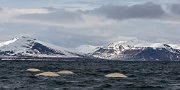 Beluga, Bellsund, Svalbard