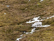Reindeer on Alkhornet, Svalbard